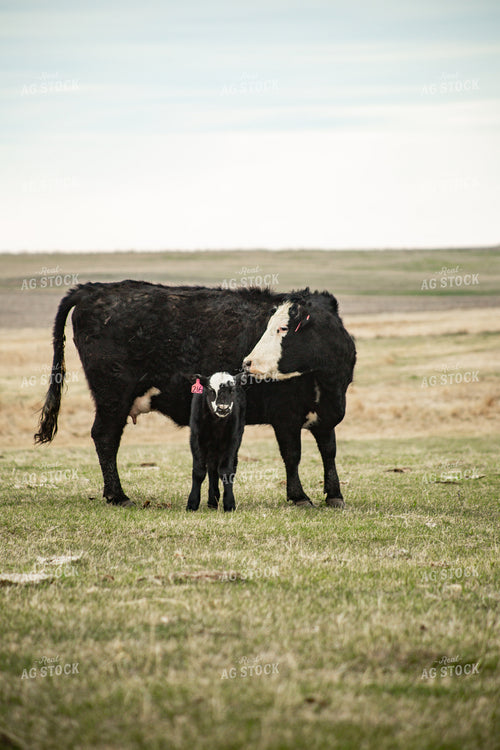 Black Baldy Cow Calf Pair 155695