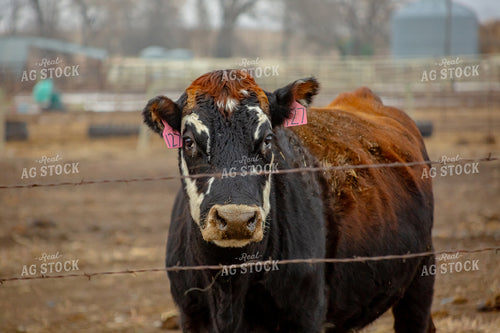Crossbred Cow 155342