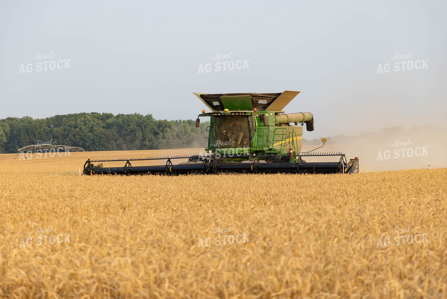 Combine Harvesting Wheat 79313