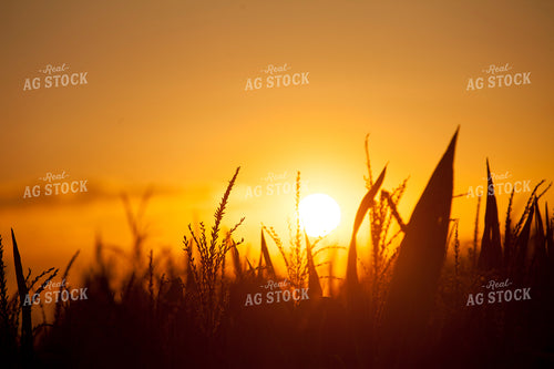 Corn - Mid-Season 1278