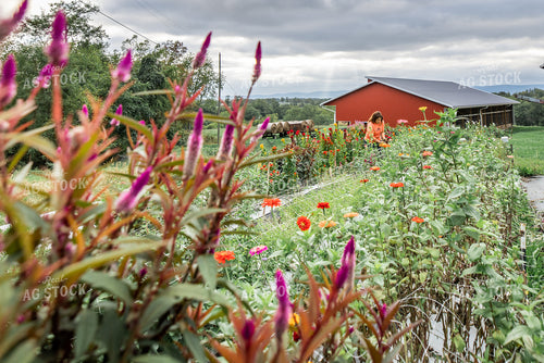 Flower Farm 270050