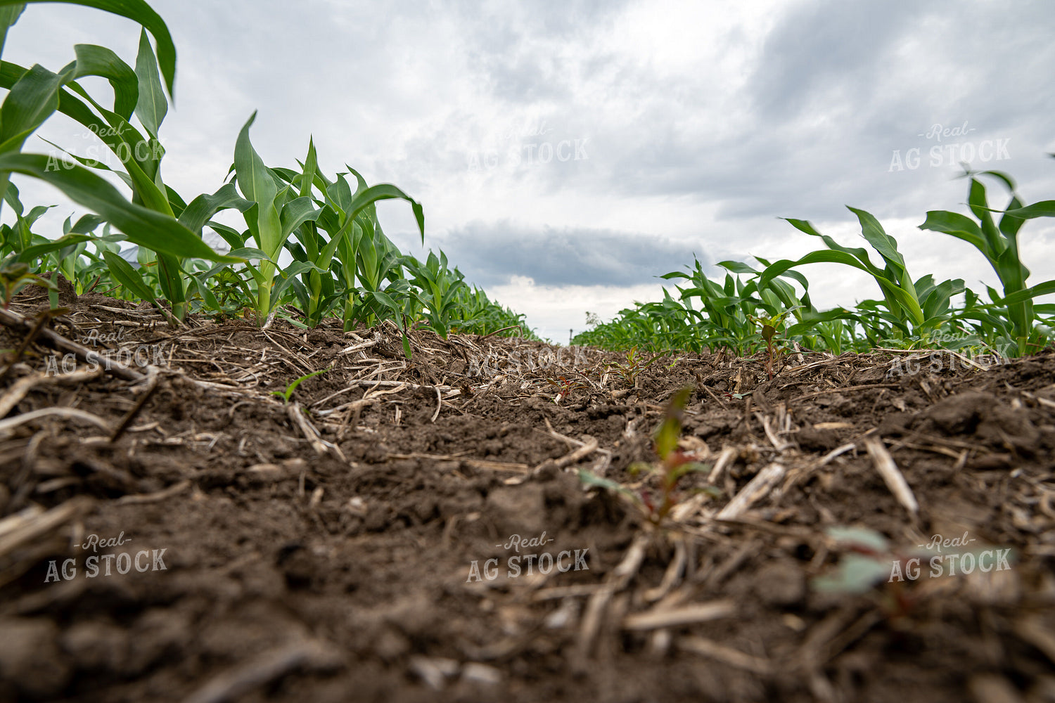 Early Growth Corn 302051