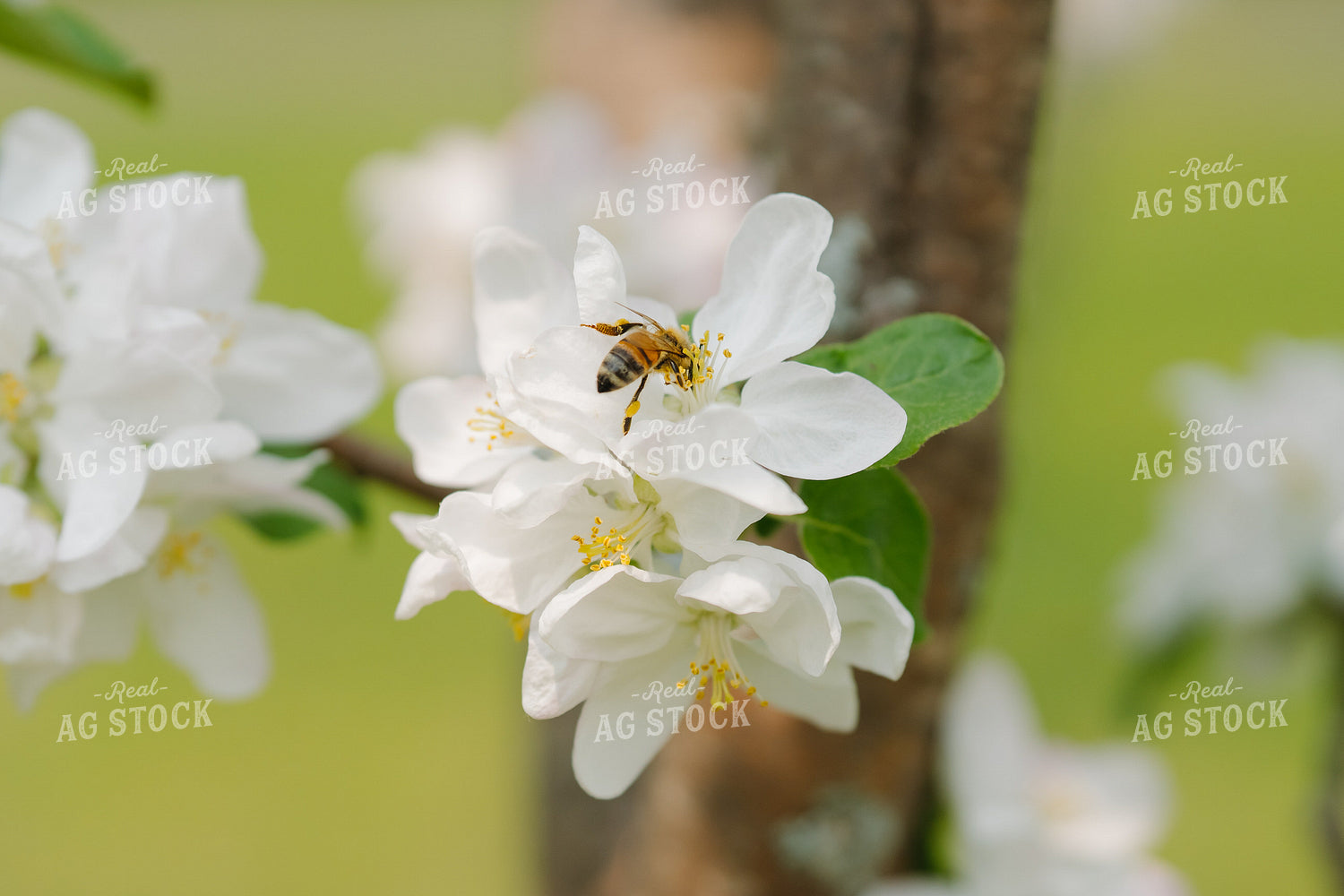 Bee Lands on White Flower 68164