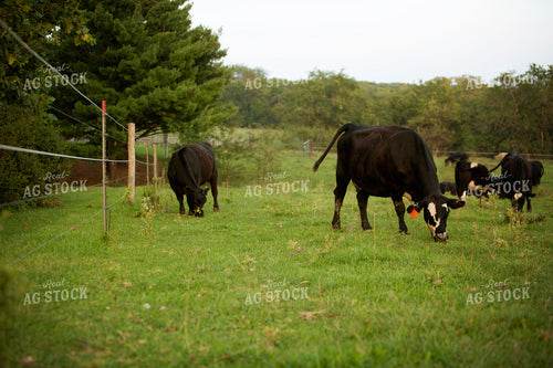Cattle 2445