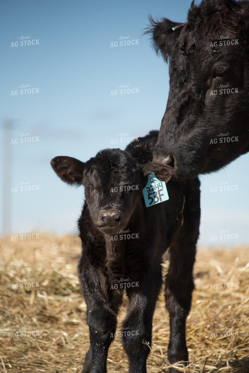 Cow-Calf in Pasture 57029