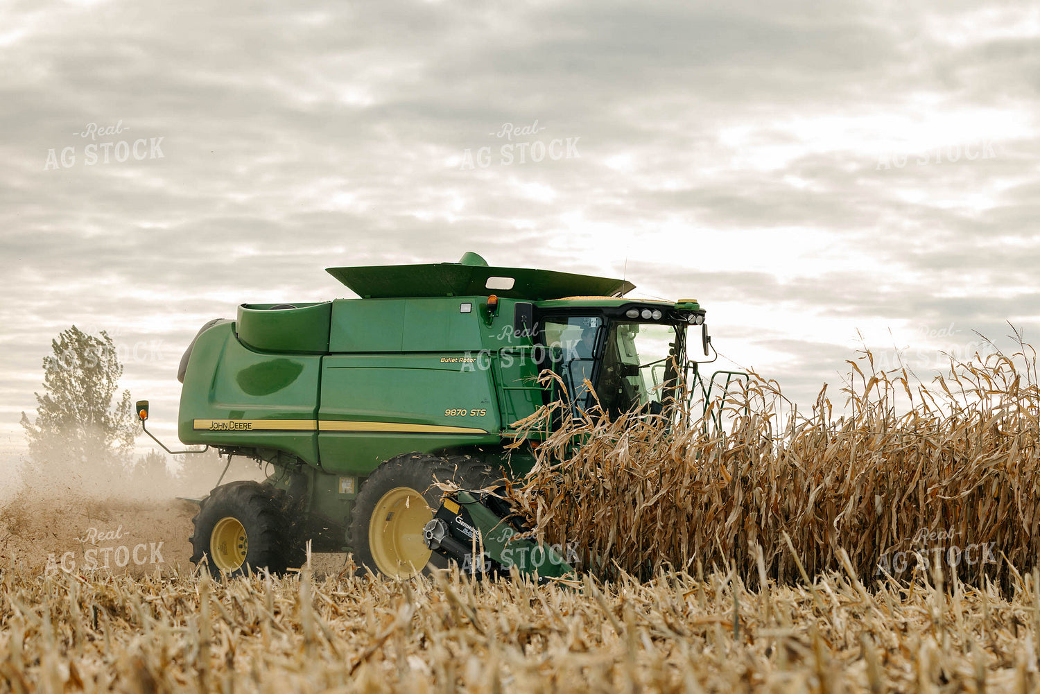 Corn Harvest 152899