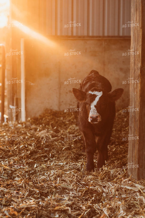 Black Baldy Calf 174017