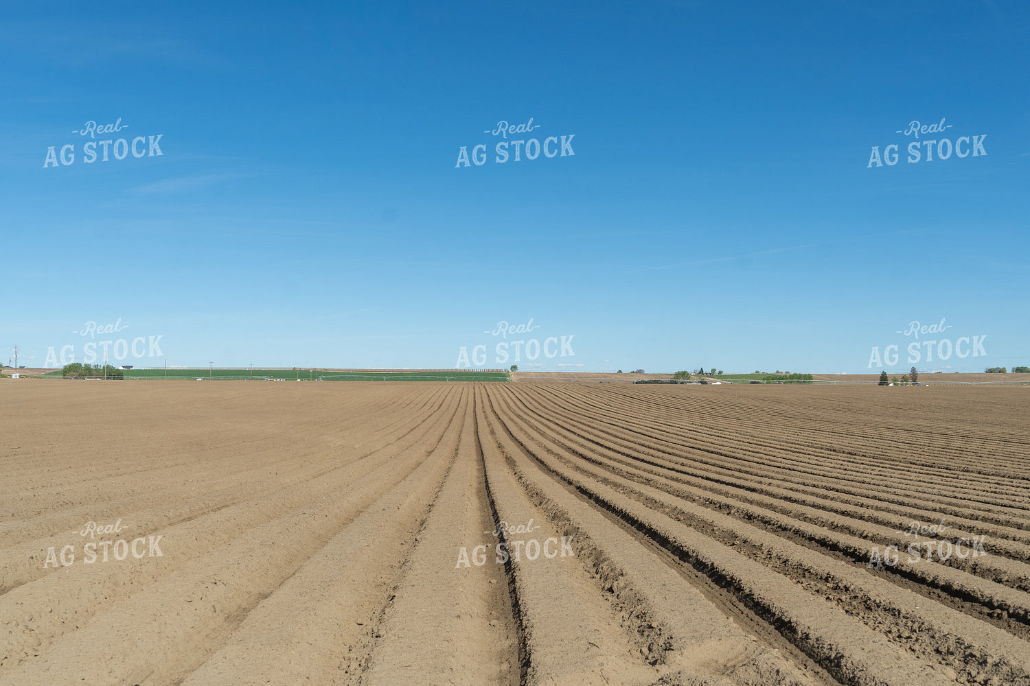 Planted Potato Field 65684
