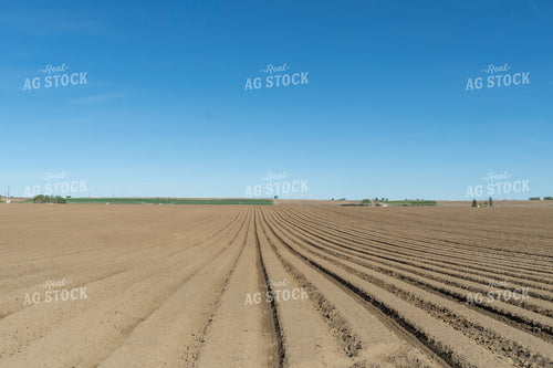 Planted Potato Field 65684