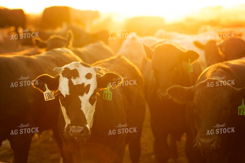 Feedyard Cattle at Sunrise 3830