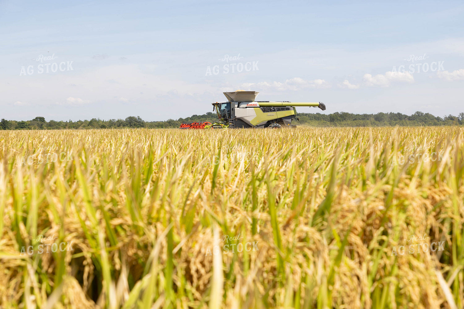Rice Harvest 79723