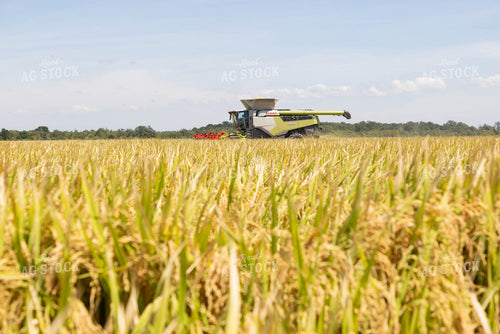 Rice Harvest 79723