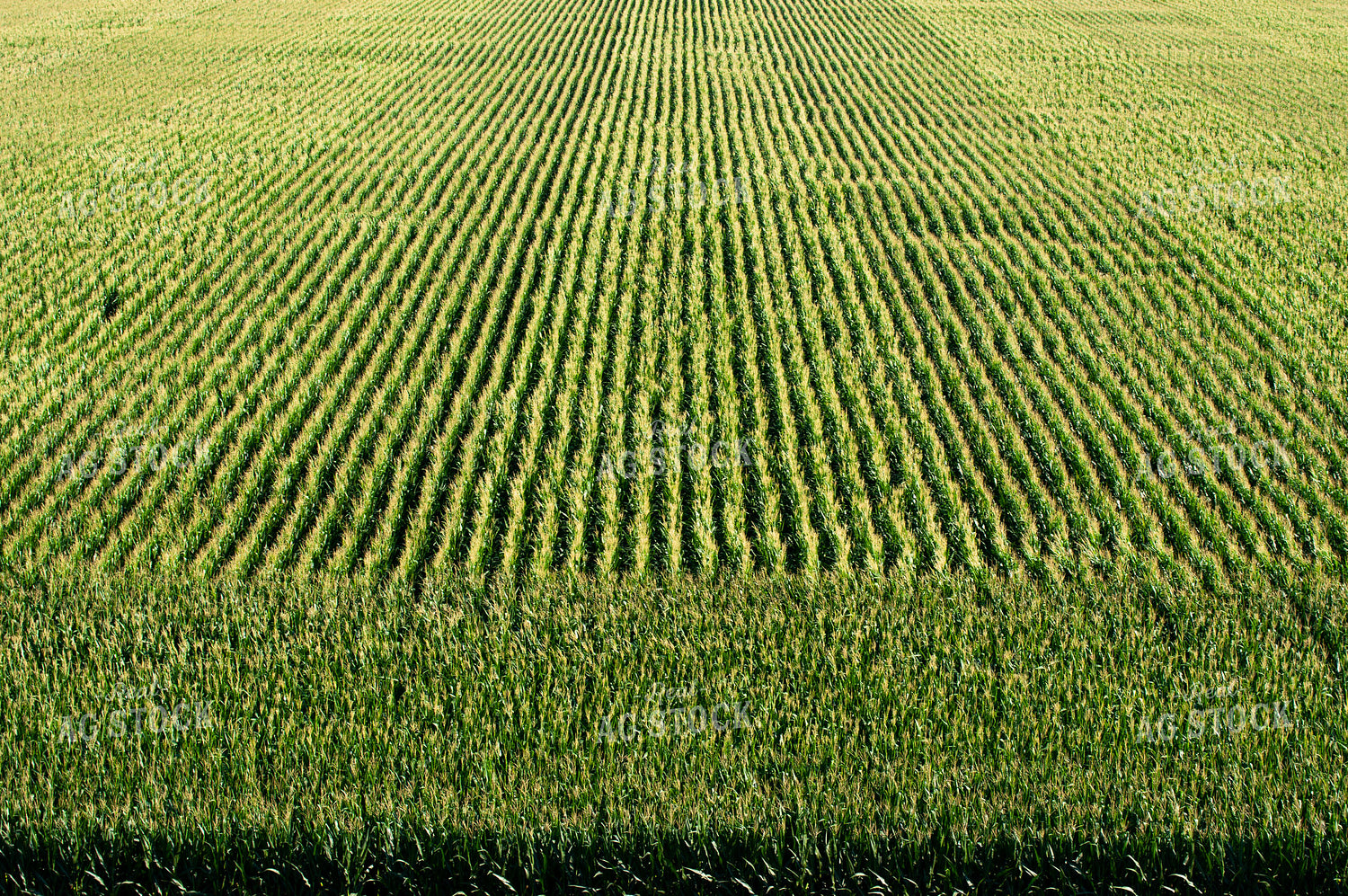 Aerial View of Summer Corn 103010