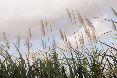 Florida Sugar Cane Field 7320