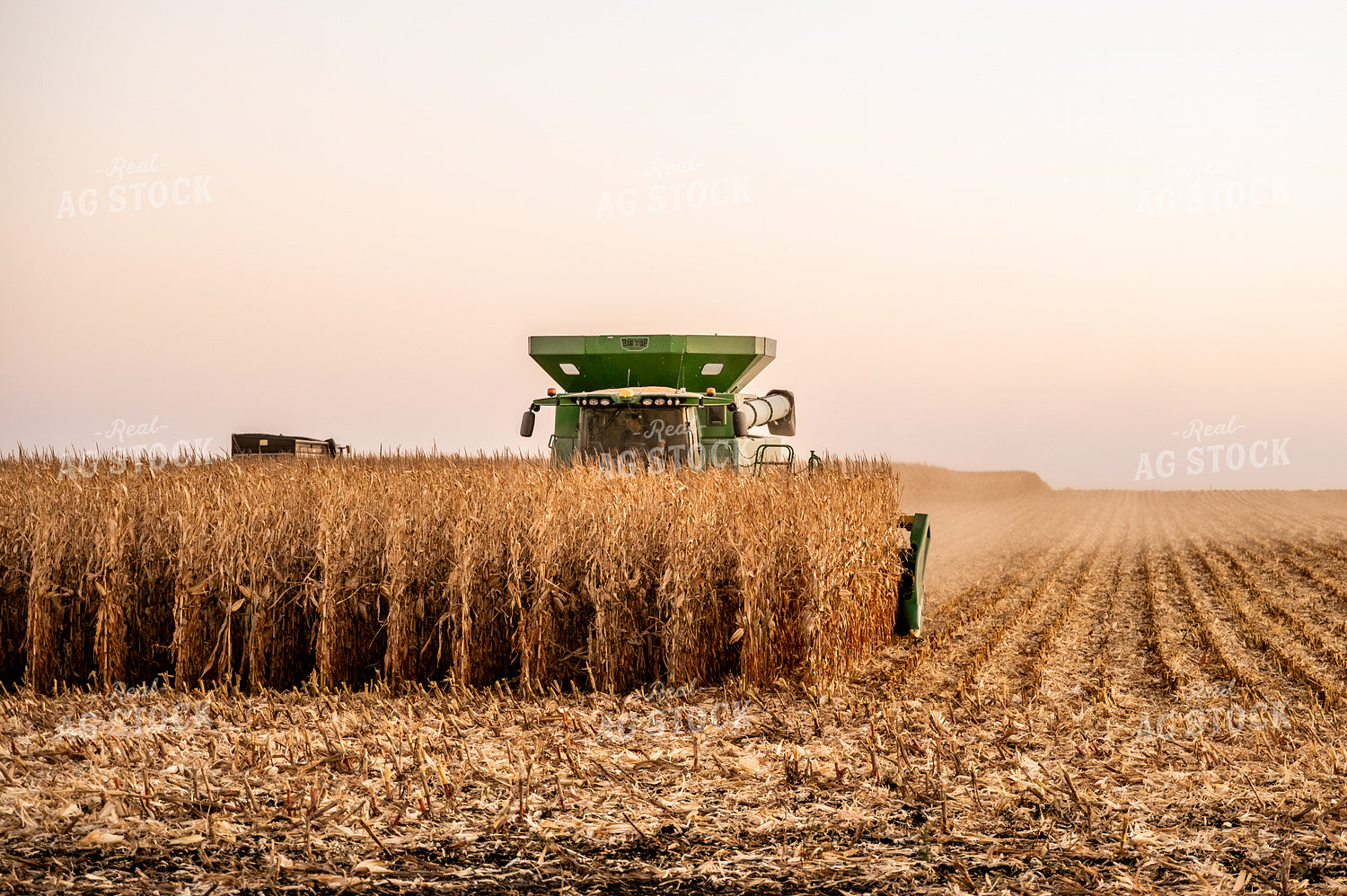 Corn Harvest 185122