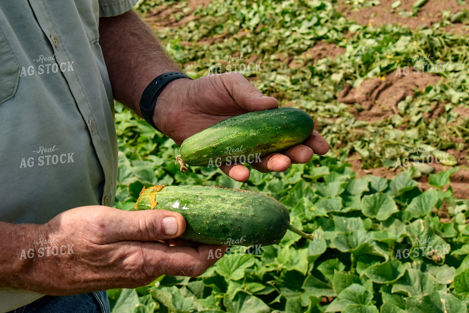 Farmer Holding Cucumbers 84155