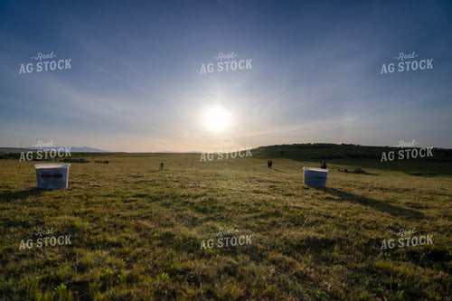 Serene Sunset Over Lush Pasture with Cattle and Feed Buckets 65243
