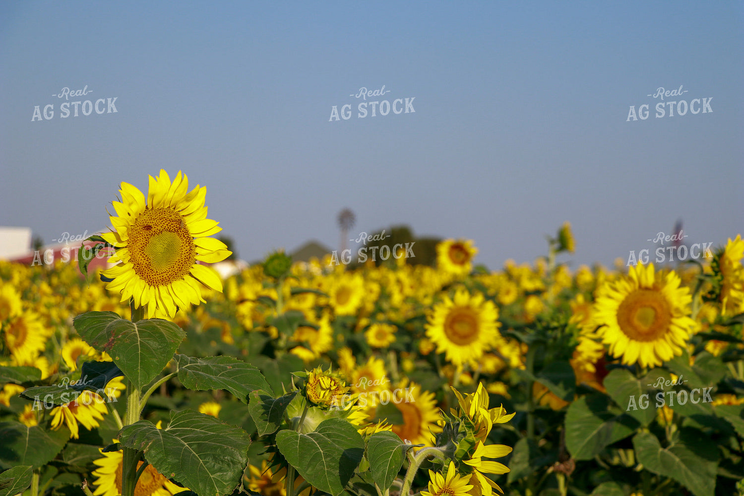 Sunflowers 60056