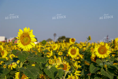 Sunflowers 60056