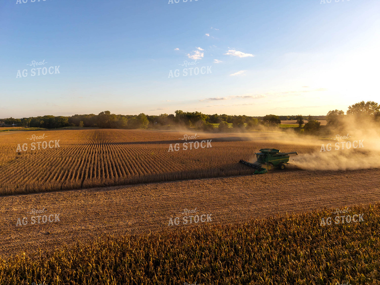 Soybean Harvest 115843