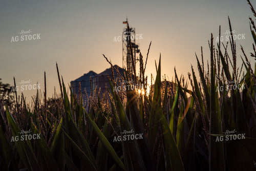 Grain Elevator Through Corn Tassels 76331