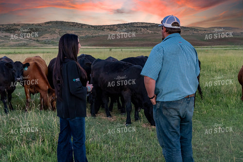 Farmer and Herd Health Specialist in Pasture 65222