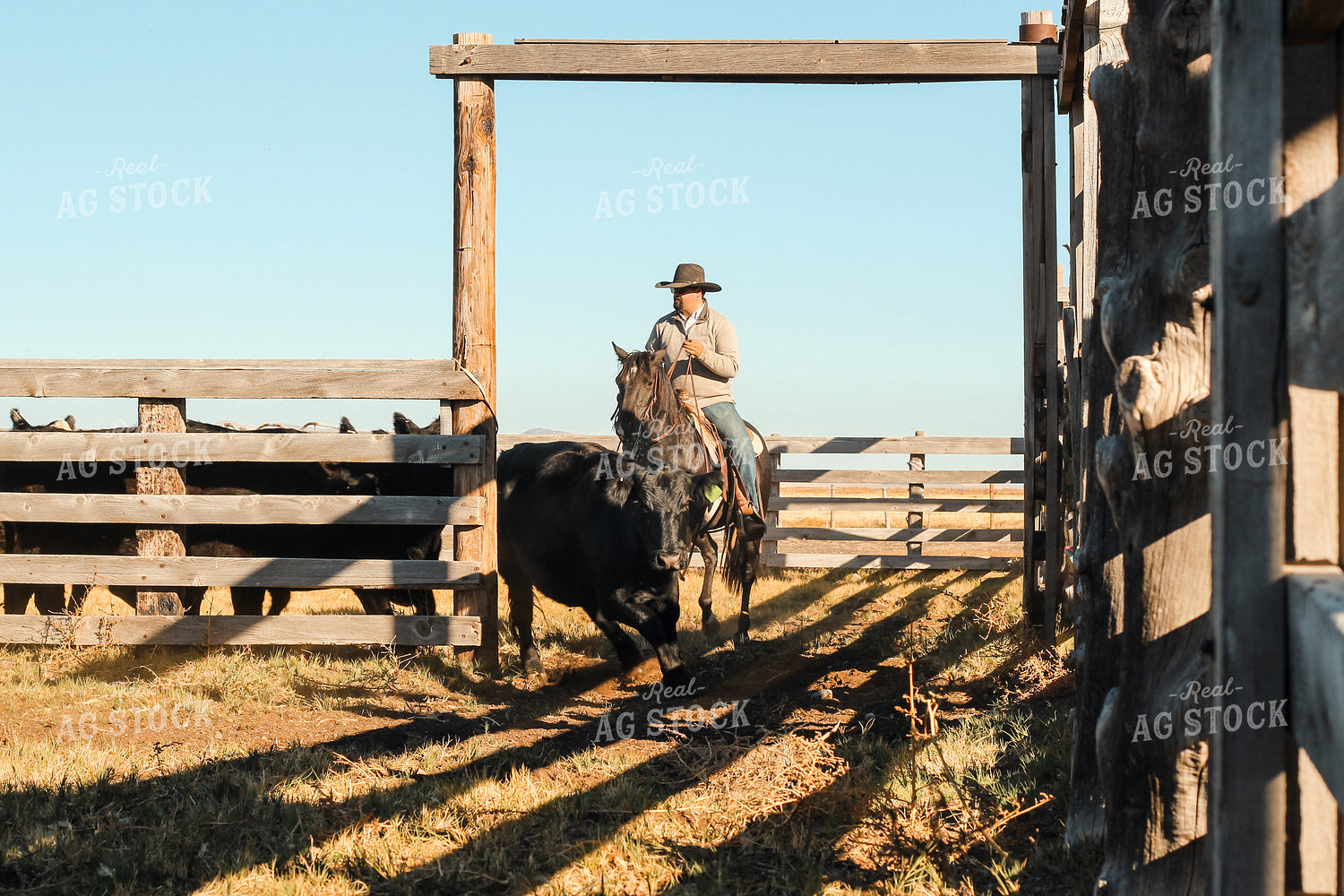 Rancher Moving Cattle on Horseback 78259
