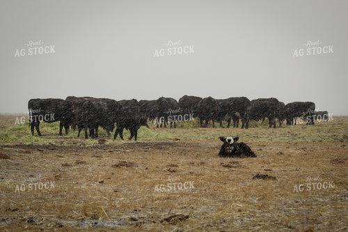Angus Cow and Calf Pair 78094