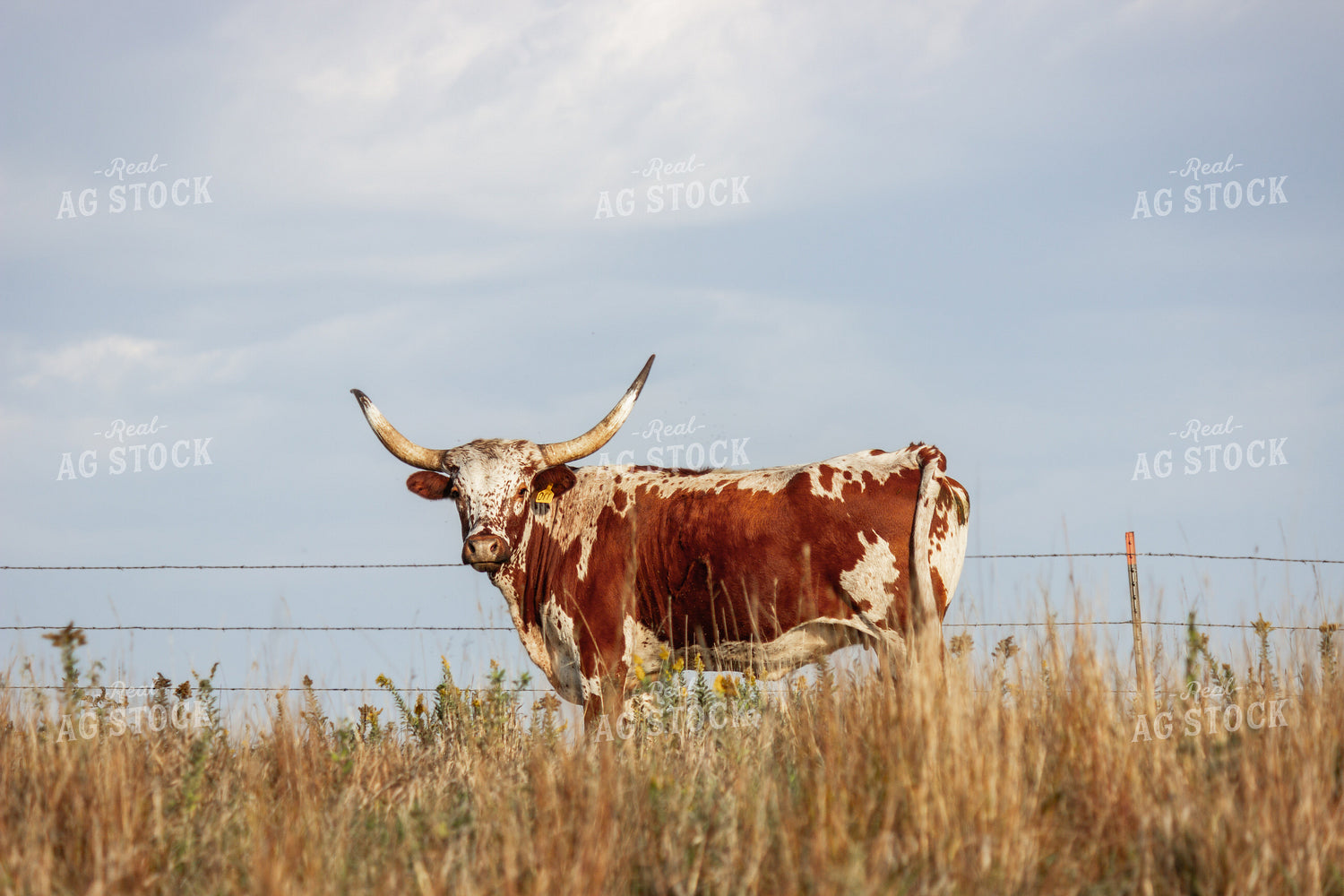 Longhorn Cattle 155058