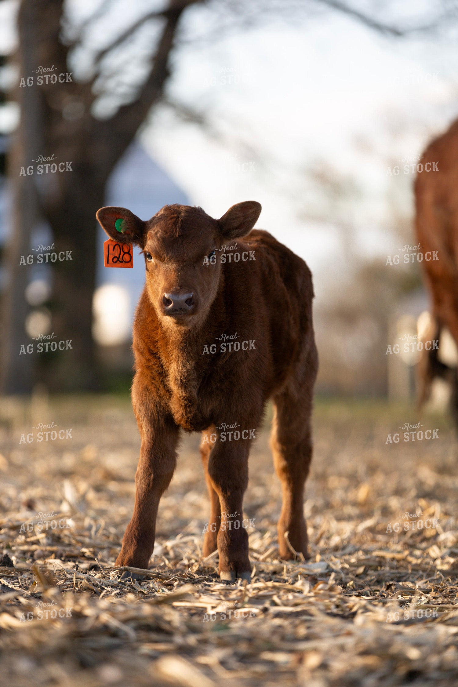 Red Angus Calf 305030