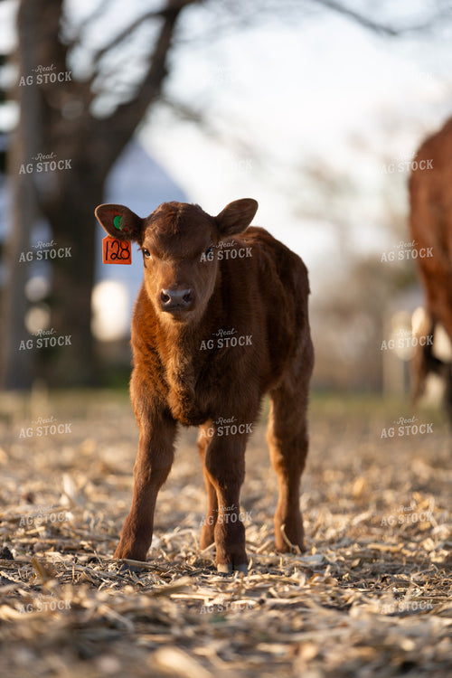 Red Angus Calf 305030
