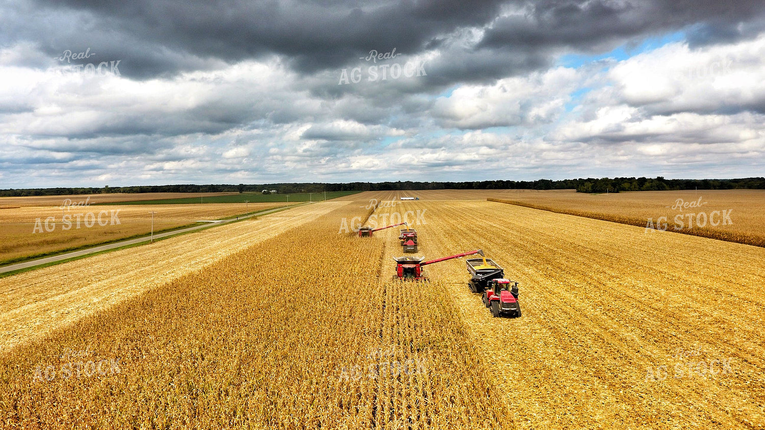 Corn Harvest 100013