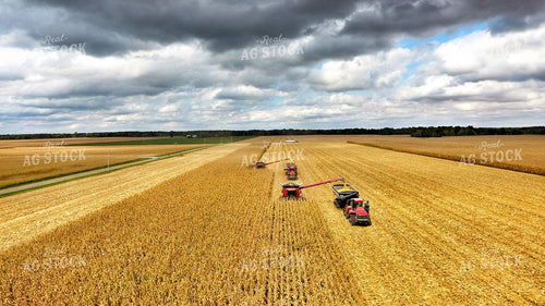 Corn Harvest 100013