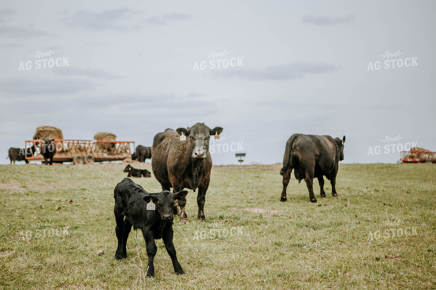 Angus Cows in Pasture 77017