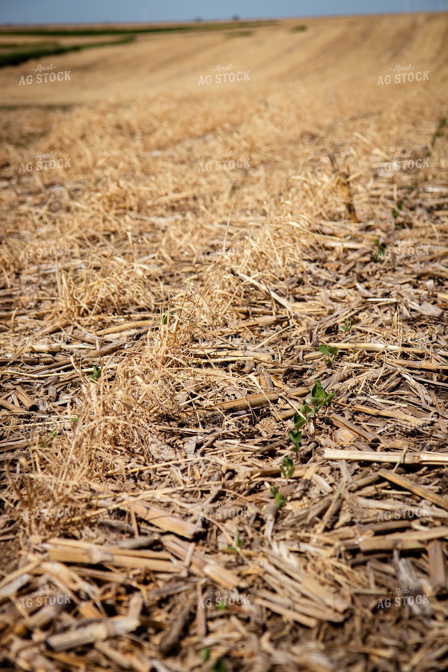 Soybeans Emerging in Terminated Cover Crop 268333