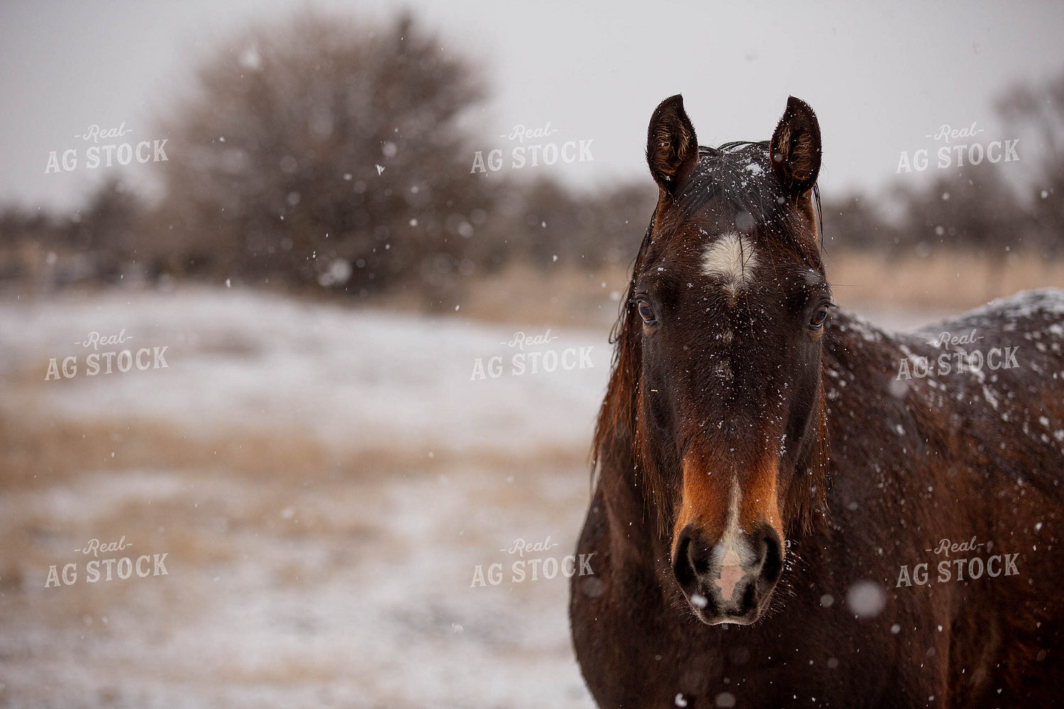 Horse in the Snow 303032