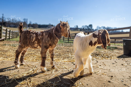 Goat Kids 270119