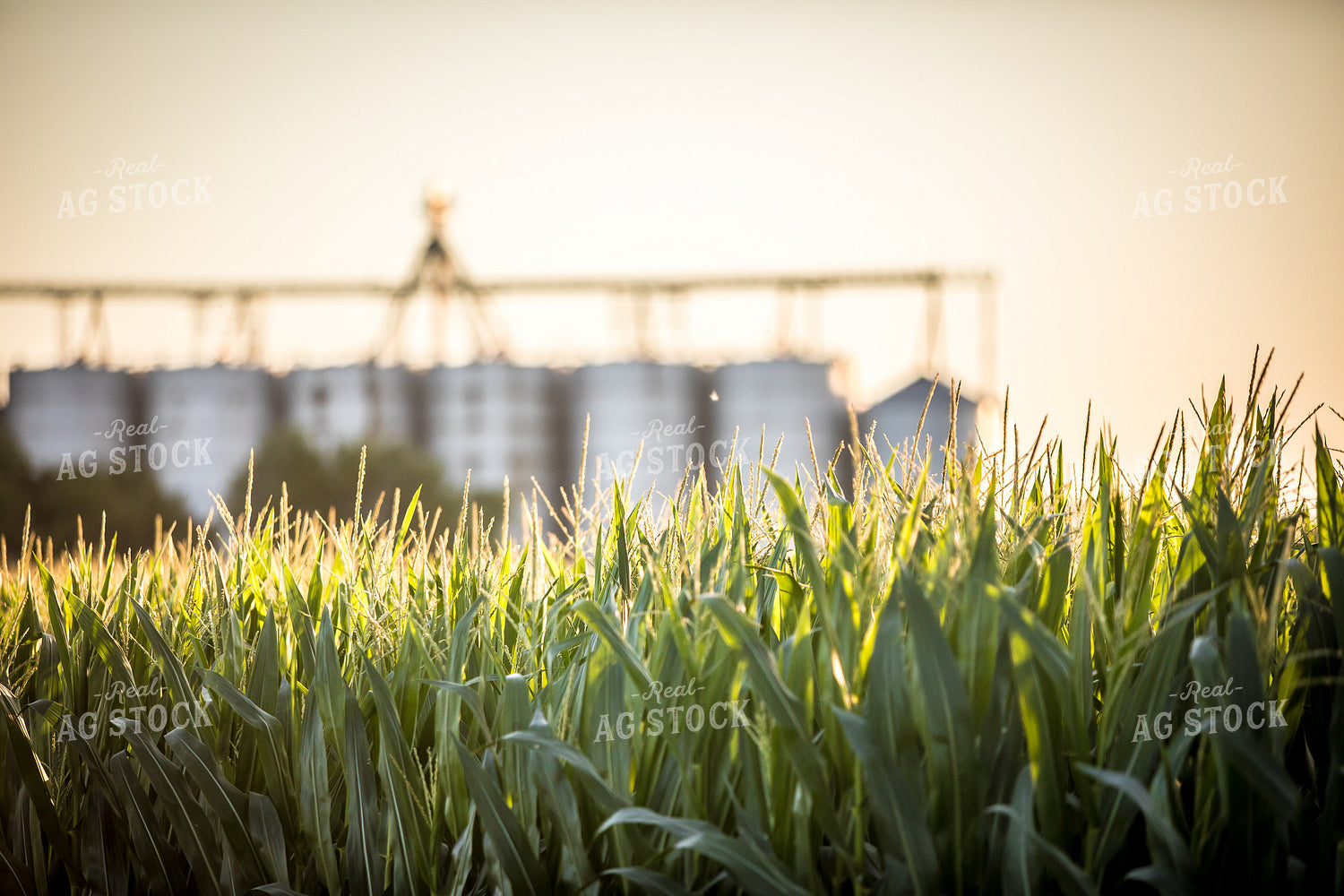 Corn Tassels in Front of Grain Bins 250131