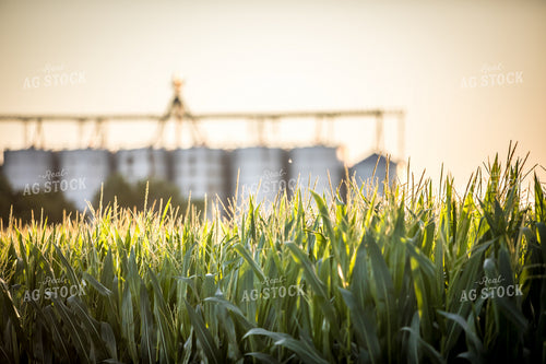Corn Tassels in Front of Grain Bins 250131