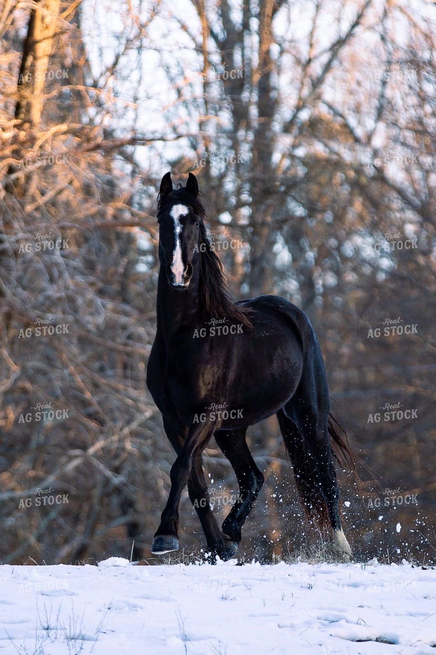 Horse 165002