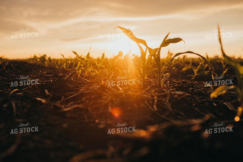 Early Stage Corn after Rain 4308
