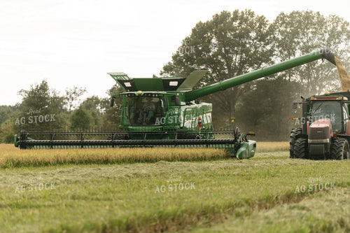 Rice Harvest 125286