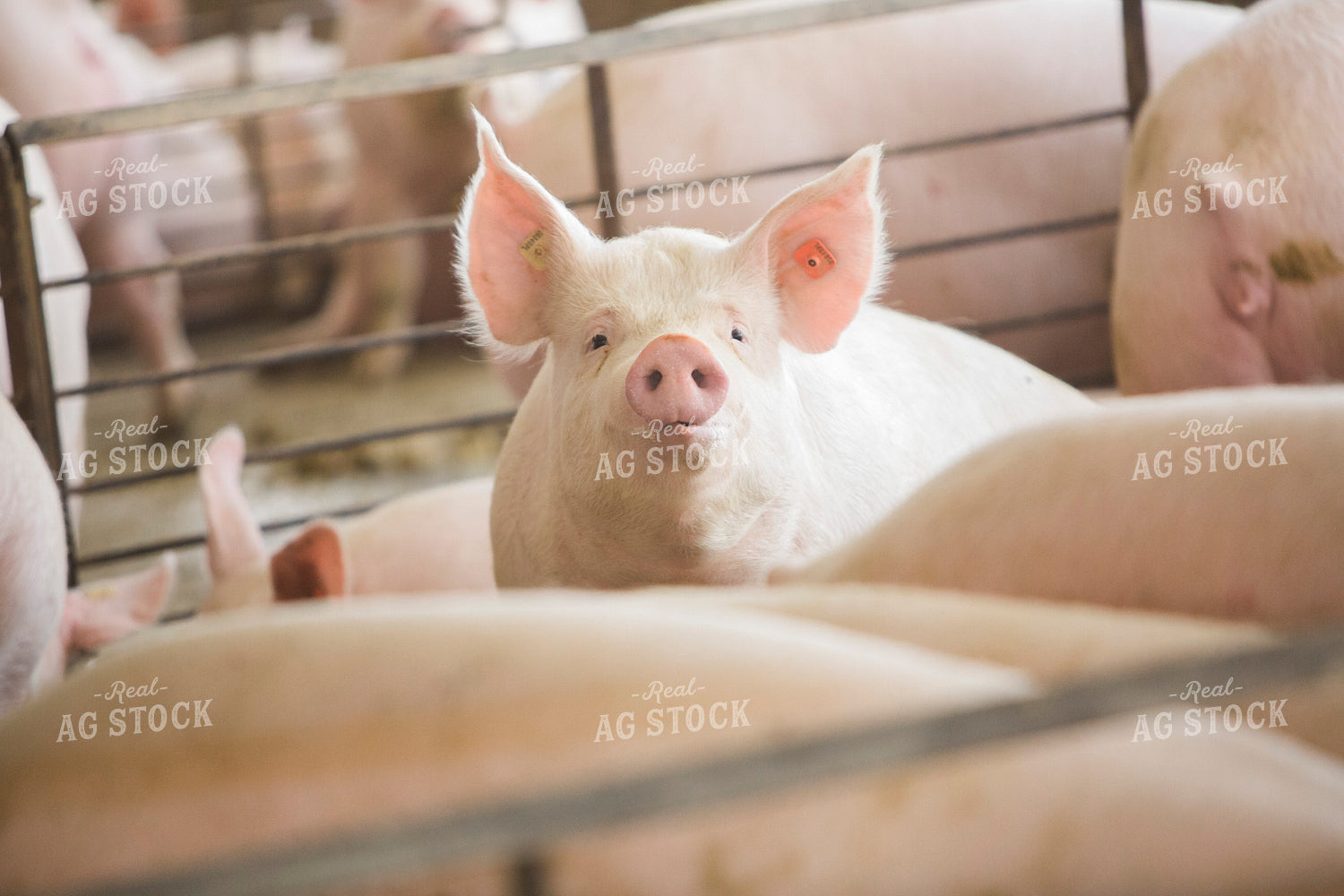 Pigs in Barn 3868