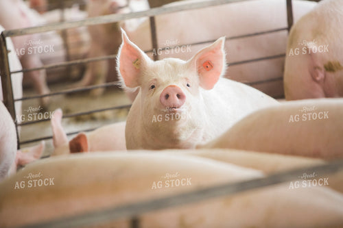 Pigs in Barn 3868