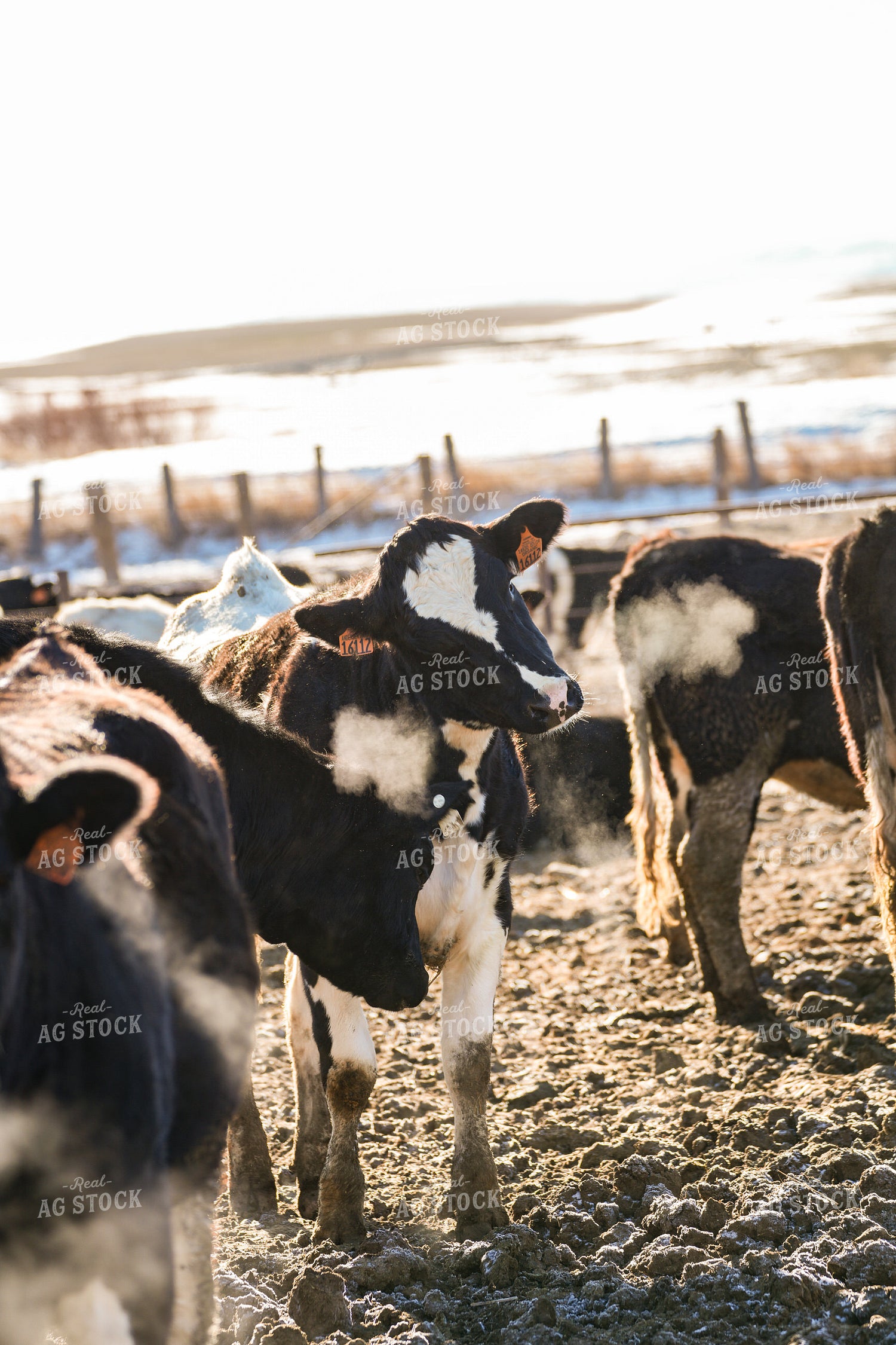 Holstein Cattle in Feedlot 293022