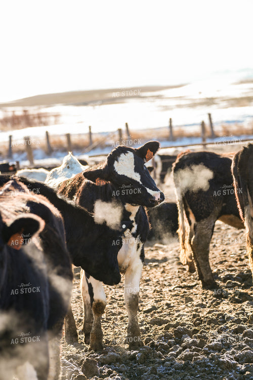 Holstein Cattle in Feedlot 293022