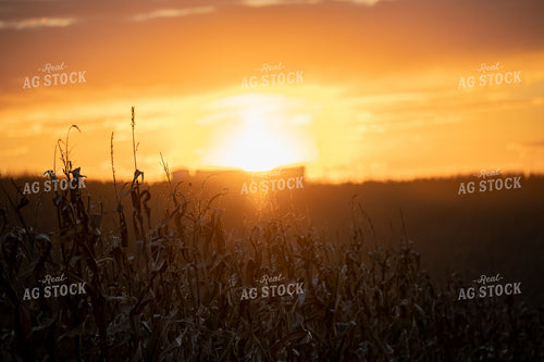 Nebraska Corn Harvest 70007