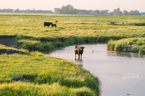 Black Angus Cattle on Pasture 68250