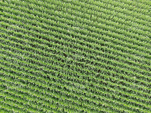 Aerial Corn Field 141019