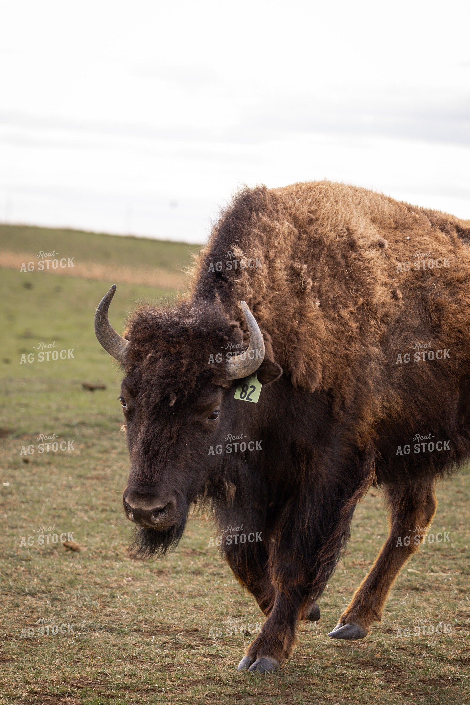 Bison 187173